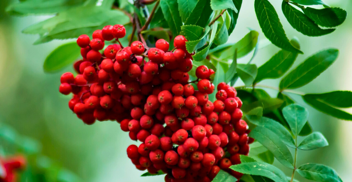 Rowan Berries